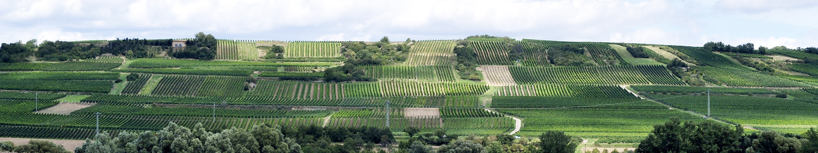 Großes Weinanbaugebiet ©Feuerbach